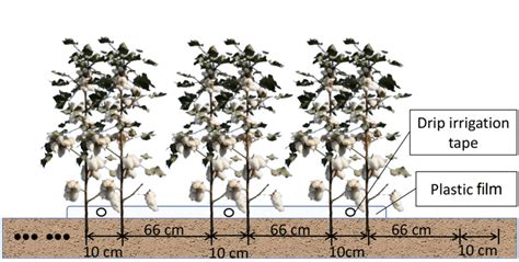 新疆彩棉怎麼樣 說說新疆彩棉的種植與發展